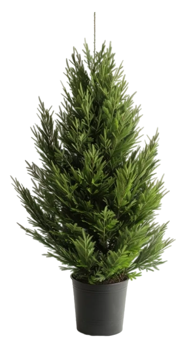 Virginia Pine