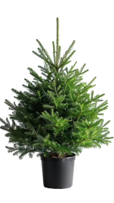 Fraser Fir